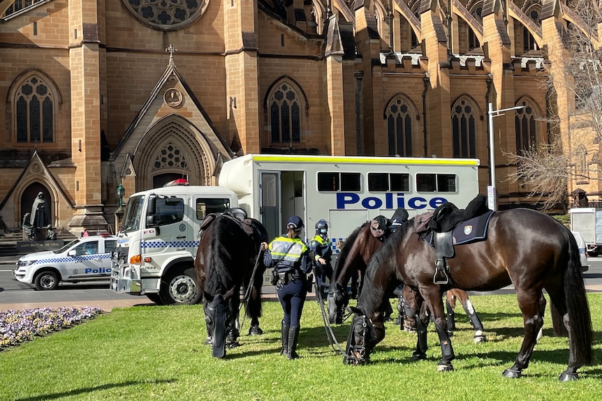 Horses eat grass