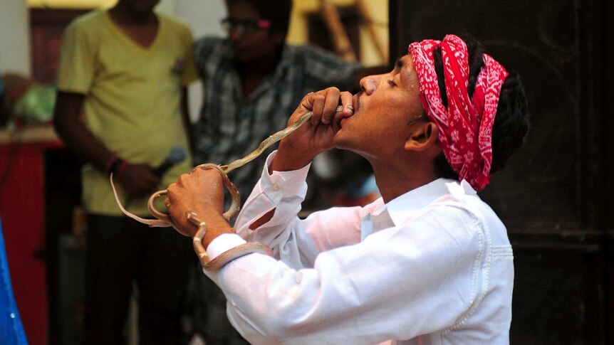 A snake charmer puts a snake in his mouth during a performance in Allahabad, India