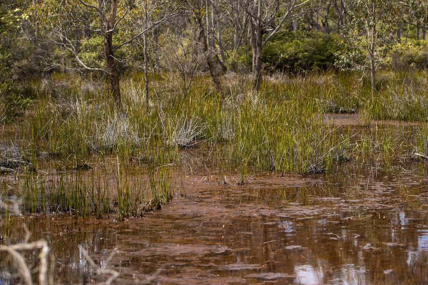 Wetlands with brown water, green reeds and trees