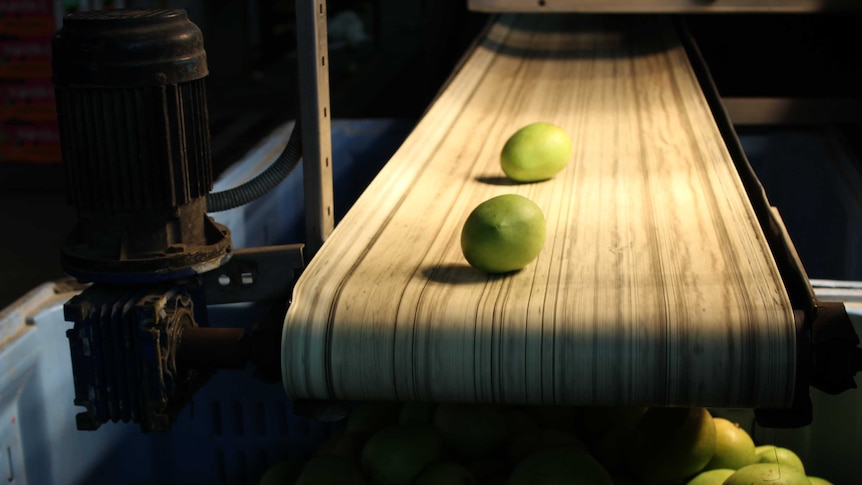 Two mangoes travel down a conveyer belt into a bin full of fruit