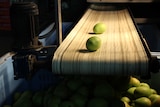 Two mangoes travel down a conveyer belt into a bin full of fruit