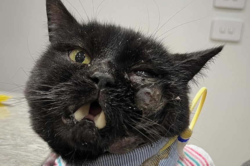 A close-up of a cat with an injured eye and jaw, wearing a collar.
