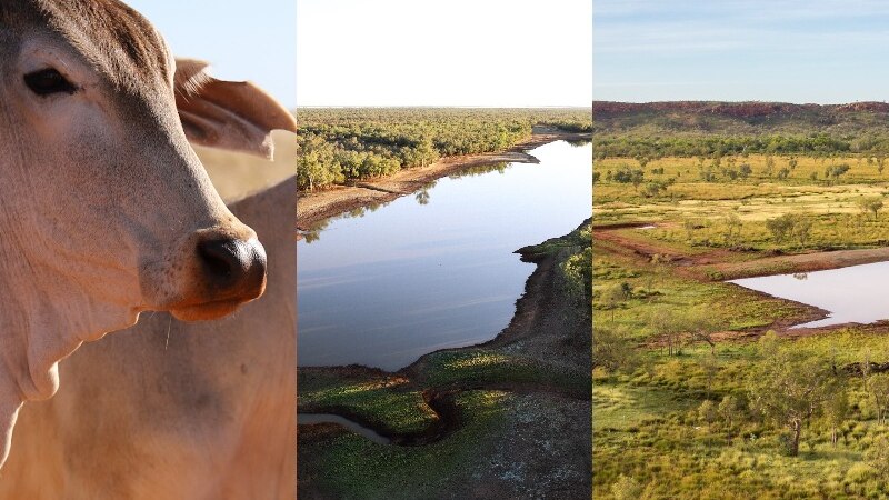 Une société d’investissement canadienne achète près de 3 millions d’hectares de terres bovines du Kimberley dans le cadre d’un accord de 300 millions de dollars