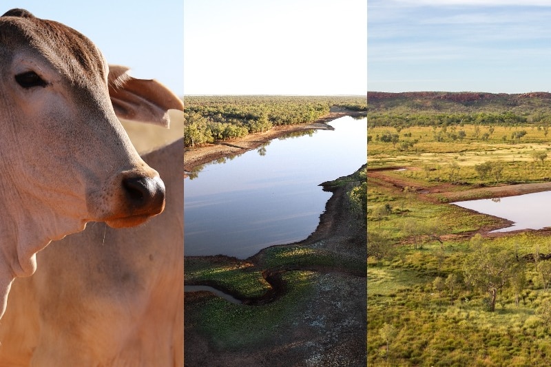Kimberley cattle portfolio thumbnail