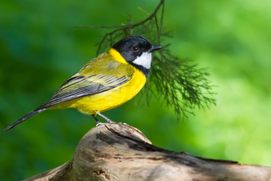 Twitching golden whistler