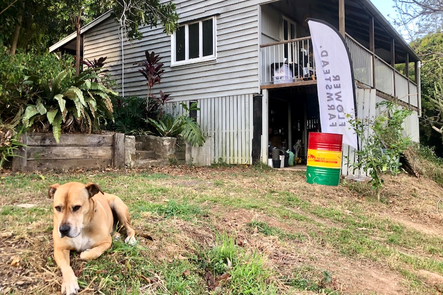 A dog lies down on the grass in front of a cottage.