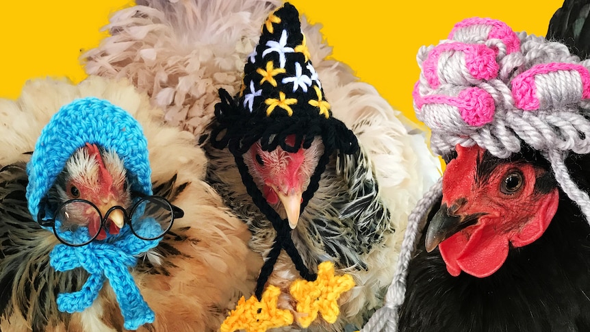 Three chickens are seen cut out against a yellow background wearing a bonnet, witches' hat and old lady hair hat, respectively.
