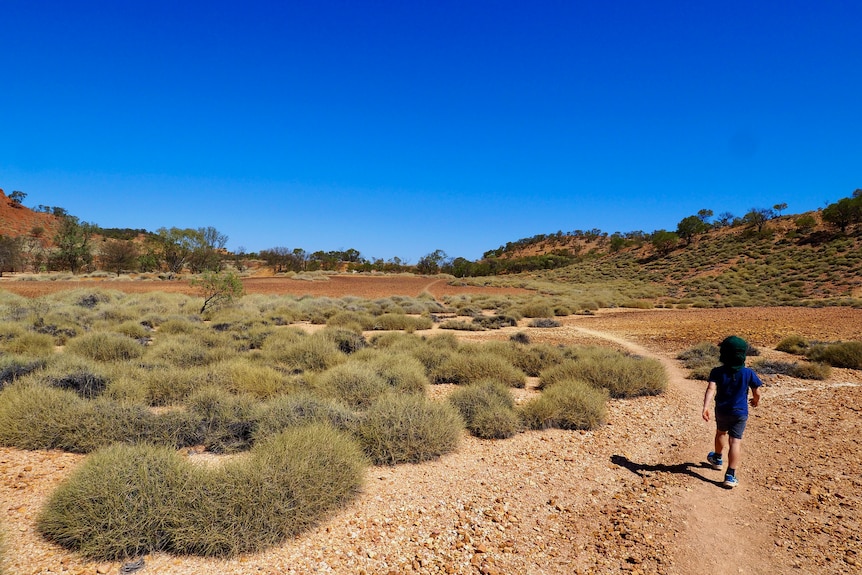 Young boy with a hat walks through field of spinifex with blue sky