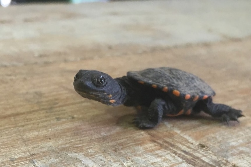 A little turtle perched on a wooden table.