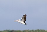 Higher river flows boosting pelican breeding