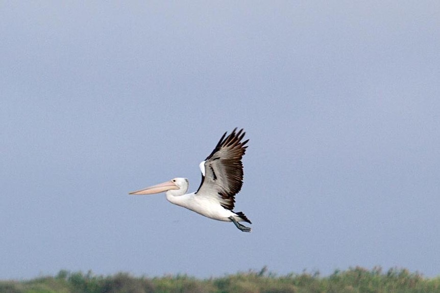 Pelicans on a lake, some taking to the sky.