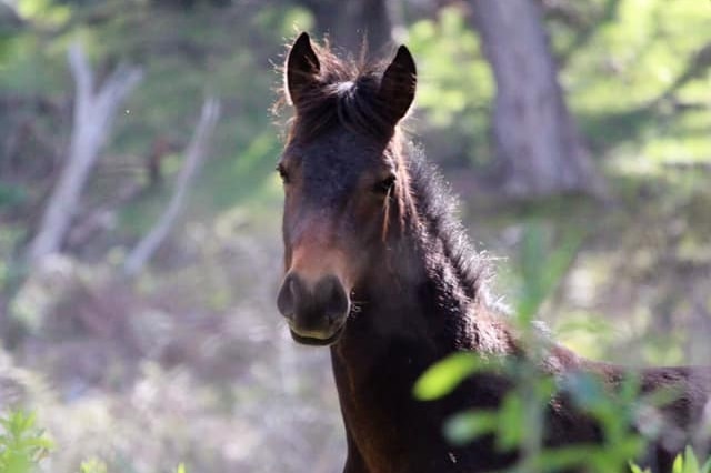 A young dark brown horse looks at the camera.