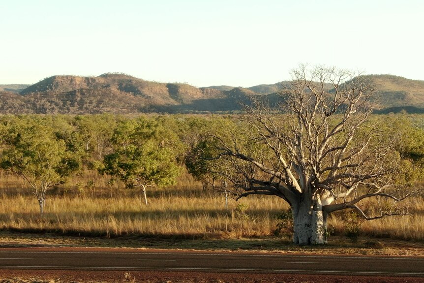 A boab tree in front of a mountain range.