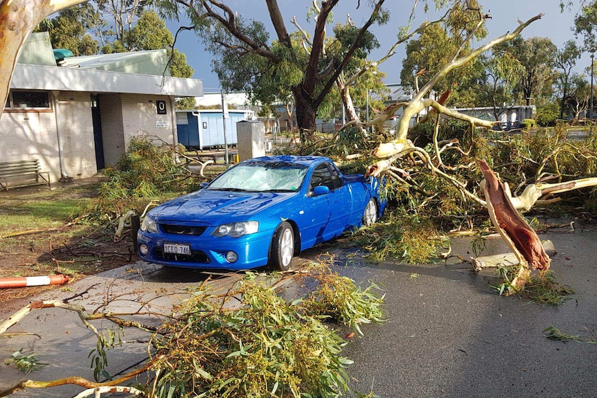 A blue ute lies under a fallen tree.