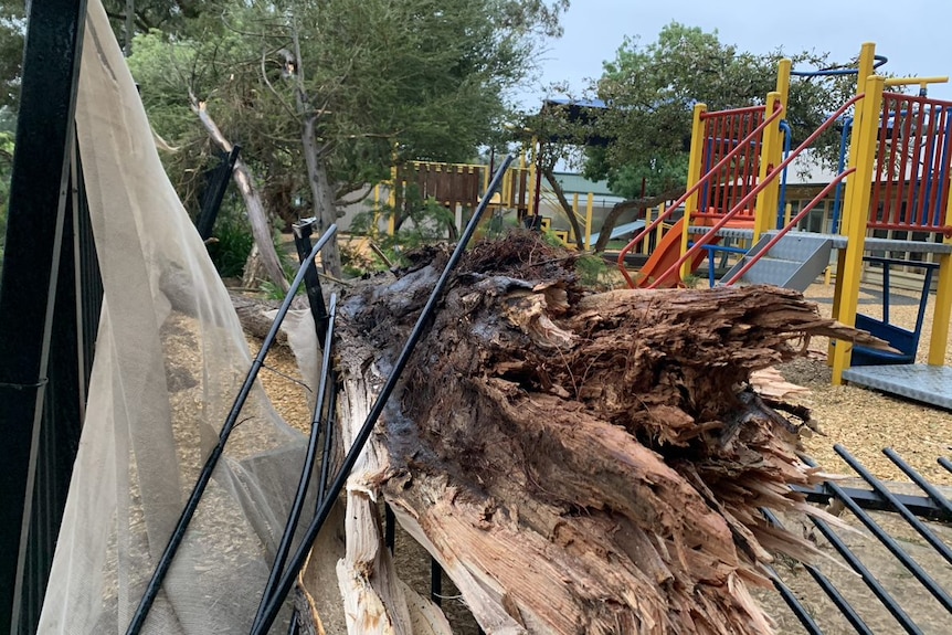 A gum tree has crushed a black fence as it fell into a tanbarked playground full of brightly coloured play equipment.