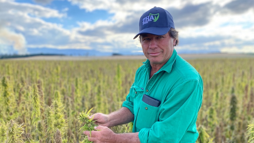 A farmer stands in a rich field of hemp, cupping a single stalk.