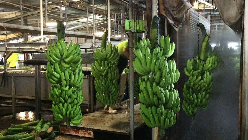 Tully grower Pat Leahy has invested more than $700,000 to protect his bananas from Panama disease.