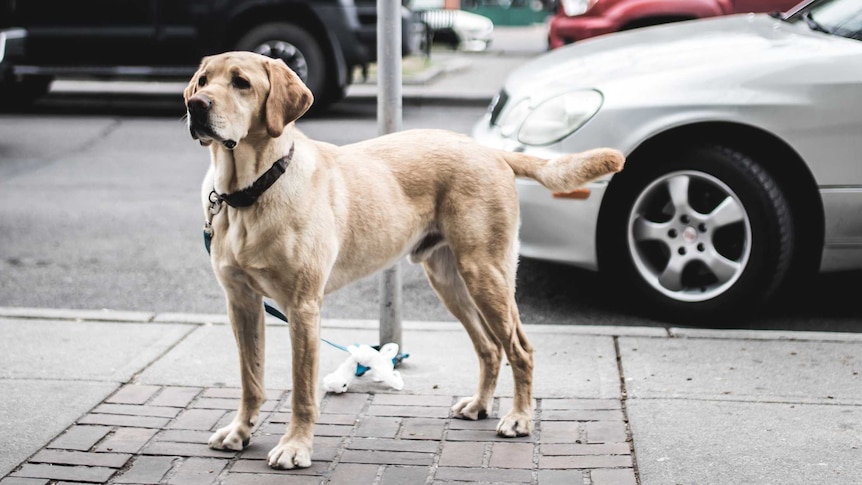 A labrador on a lead tied to a pole on a street