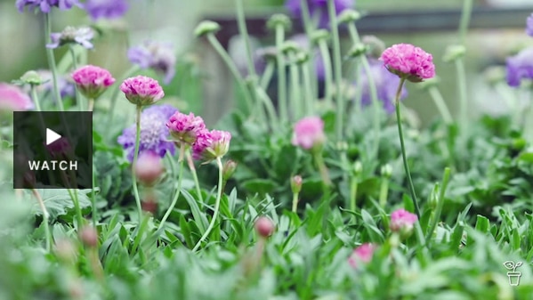 Pink and purple flowers growing in a garden. Has Video.