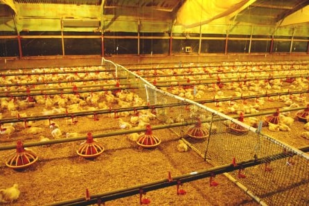 Young chickens at a meat farm.