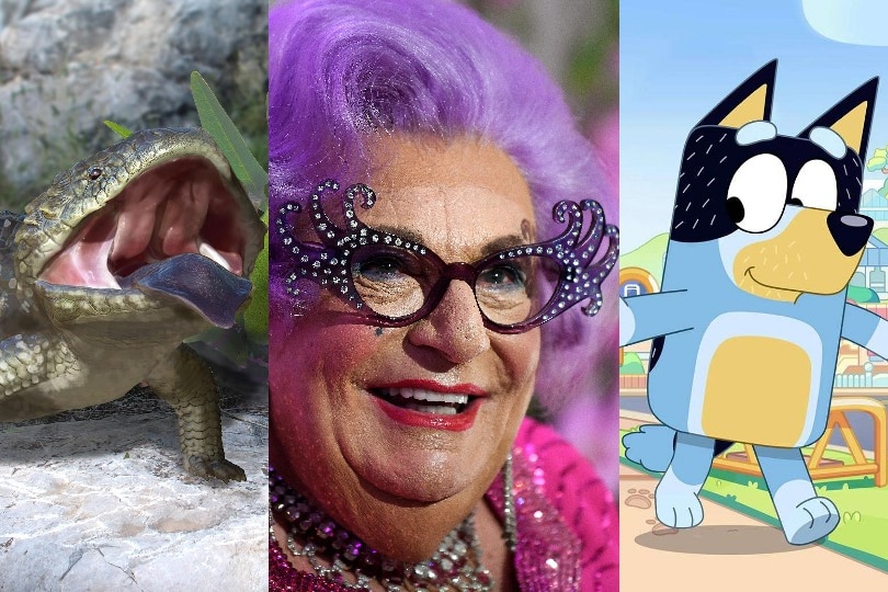 A composite of three images: a drawing of a skink, Dame Edna, and the Dad character from animated show Bluey