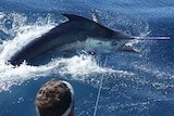 A marlin and game fisher face off in waters off Exmouth, WA
