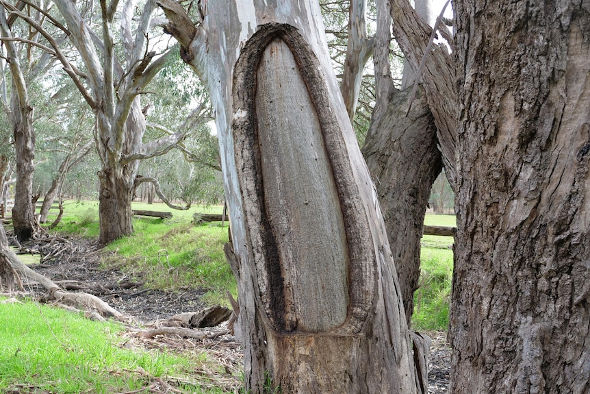 A scar tree.