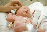 A baby crying in a hospital crib, covered in wires as she's stroked by an adult's hand