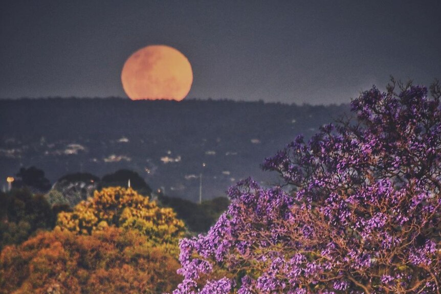 blood red lunar eclipse can seen above rivervale in wa, with a jacaranda tree in the foreground
