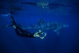 A woman swims alongside and photographs a whale shark.
