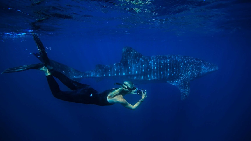 A woman swims alongside and photographs a whale shark.