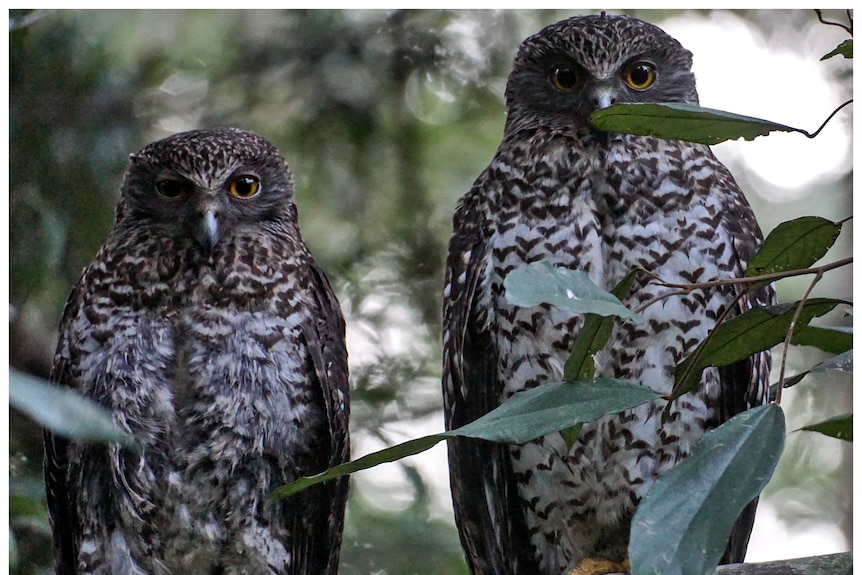 Tow large brown patterned owls sit on a branch next to each other.