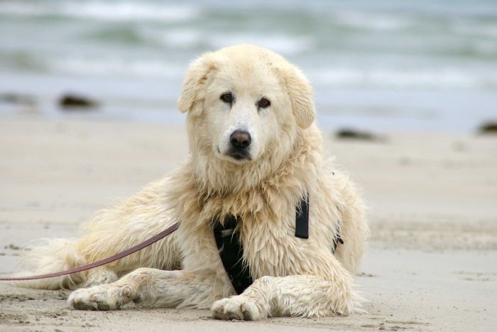 Maremma Eudy