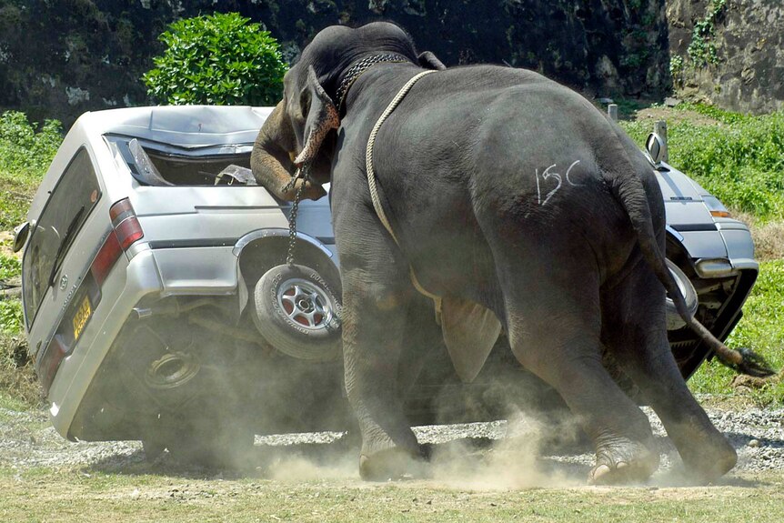 An elephant destroys a minibus after throwing its rider and going on a rampage during the polo tournament in 2007.