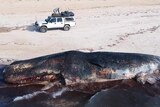 Aerial photo of whale carcass beached, with a car in background.