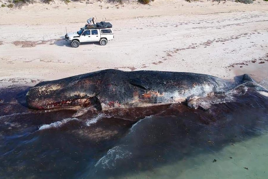 aerial photo of whale carcass beached car in background