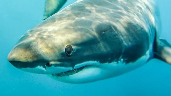 Le parc marin de la côte sud devrait interdire la pêche sur l’île de Salisbury pour empêcher les requins de ruminer, selon un plongeur