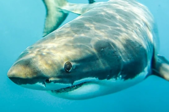 A shark pictured with its eyes near the camera, underwater