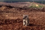 A koala sits among woodchips on cleared land.