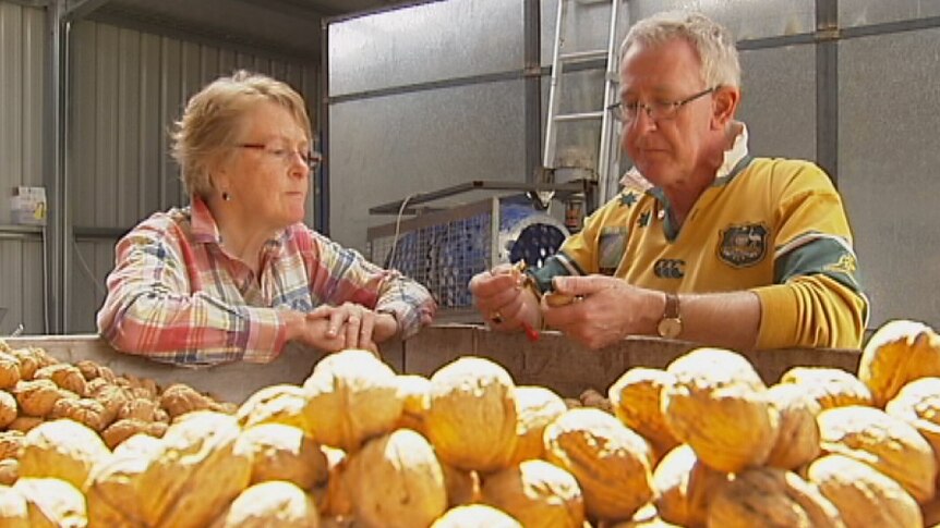 Tasmanian walnut growers Jane and Phil Dening