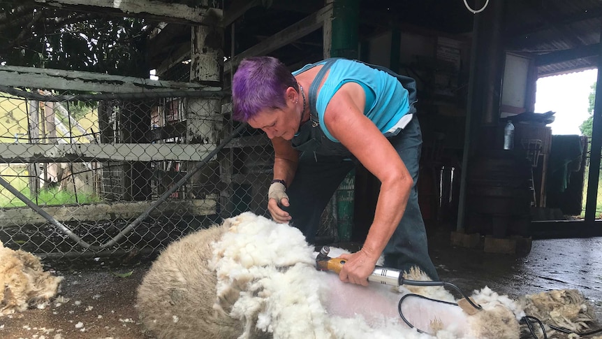 Shearer Vivienne White shearing a sheep in a small shed on a hobby farm at Gympie.