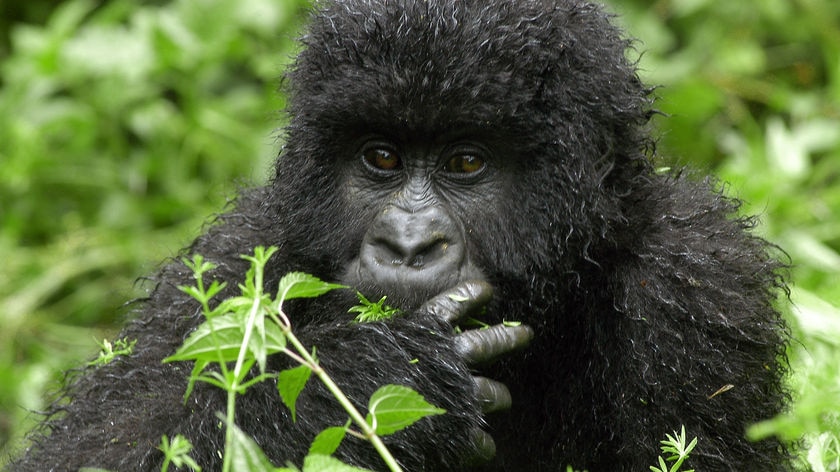 A mountain gorilla in rainforest, DR Congo