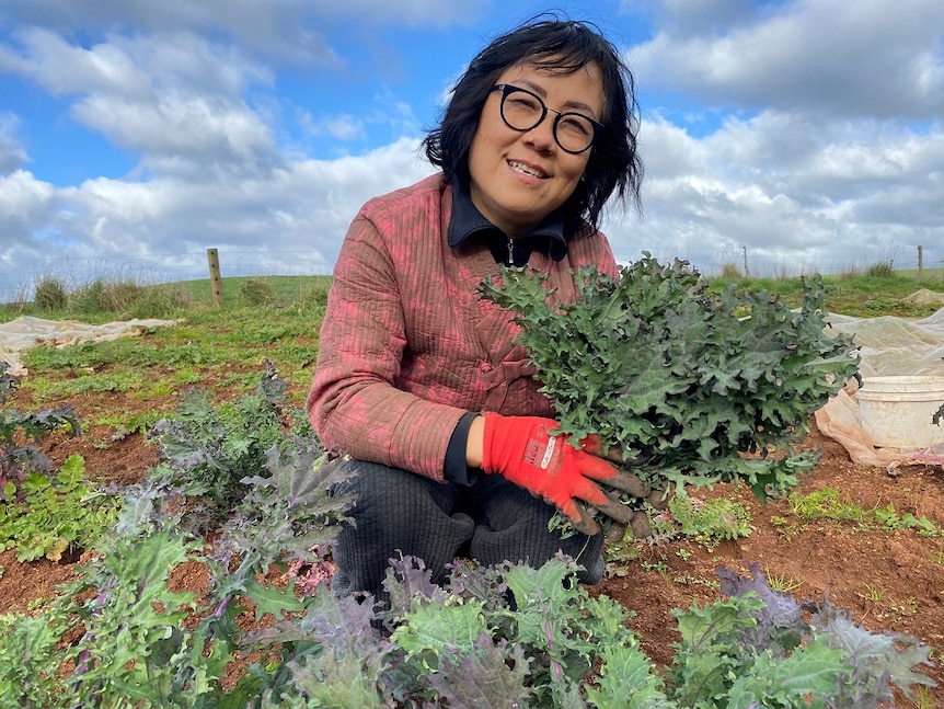 A woman wearing black-framed glasses and a red jacket in a paddock holding up Red russian kale.