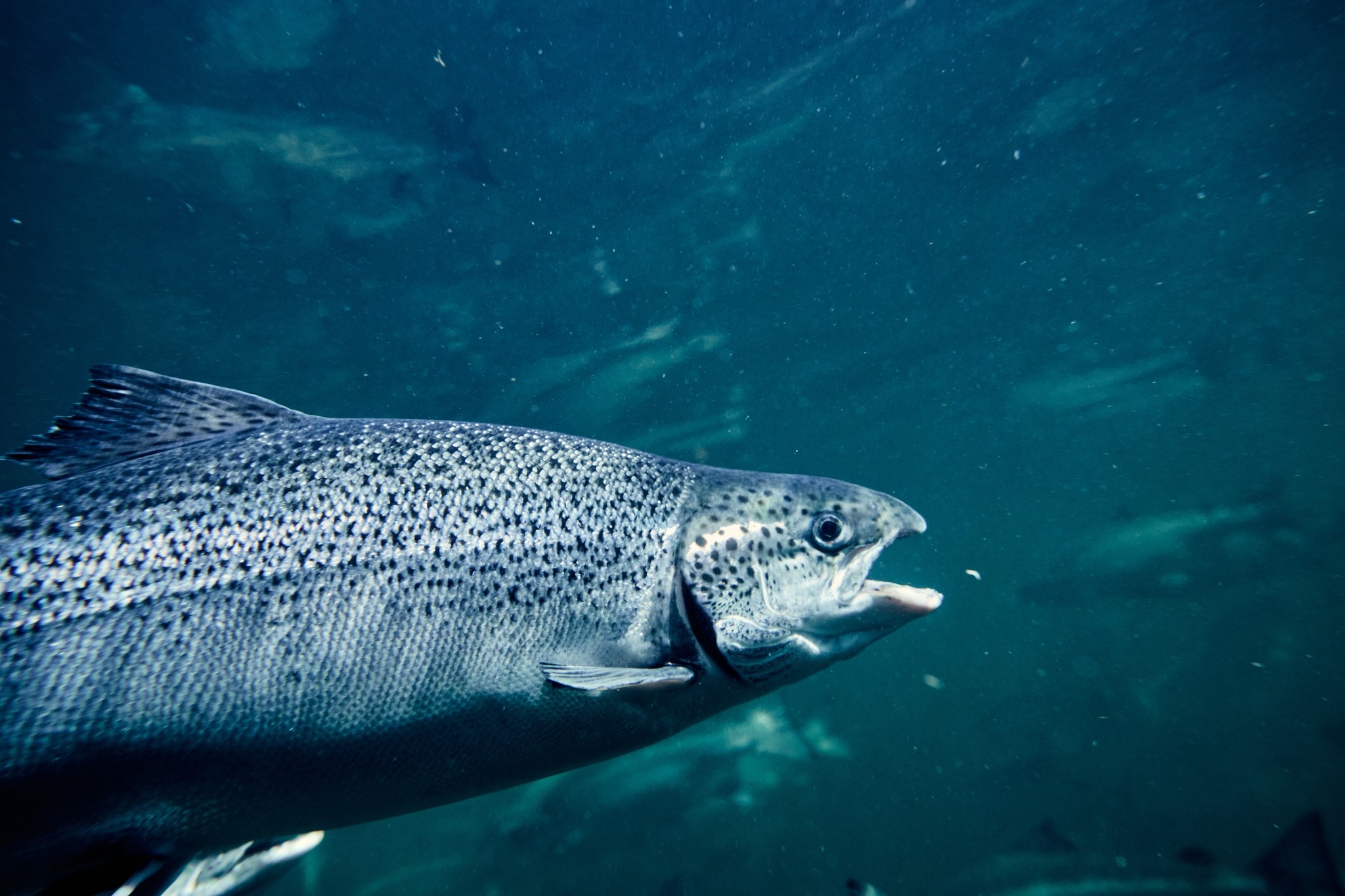 Salmon farm antibiotics found in native species