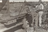 Two men loading wine grapes on a truck.