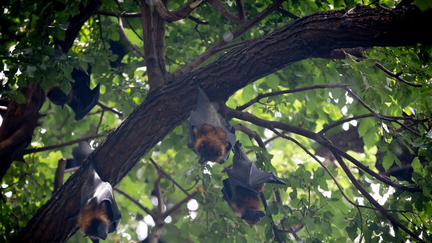 bats hanging from trees