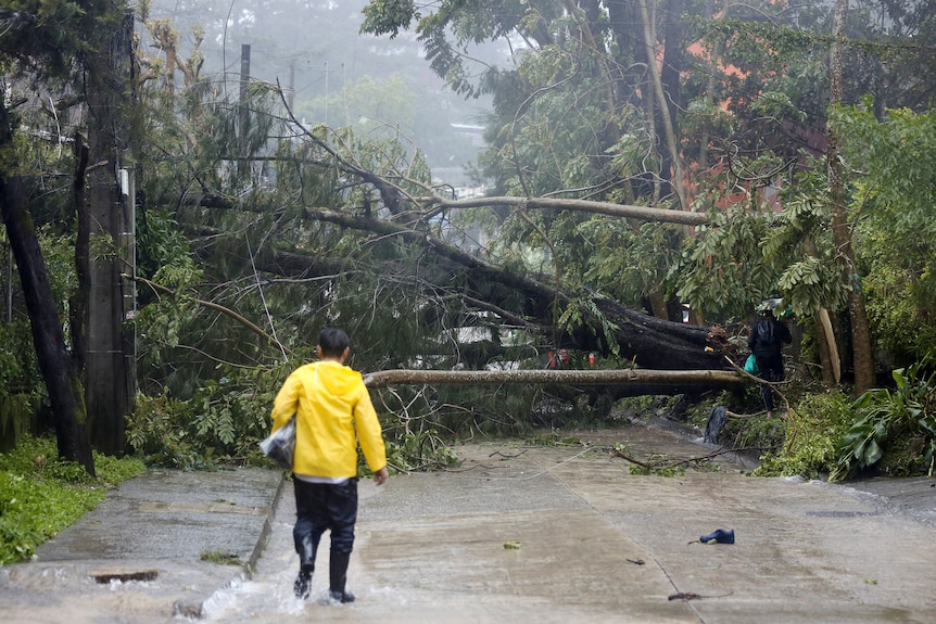 A man walks past toppled trees caused by Typhoon Doksuri that block a road in Baguio City.