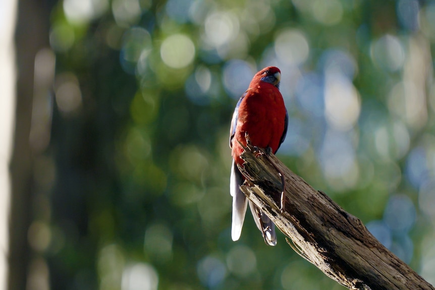 A rosella bird sits on a branch up in the canopy of Sherbrooke Forest.