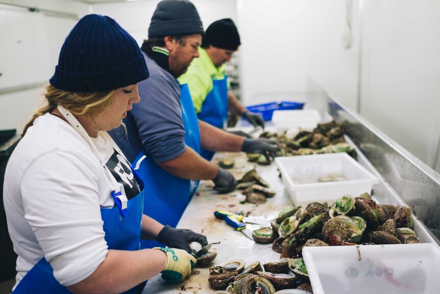 Ocean Grown Abalone workers processing abalone in Augusta.