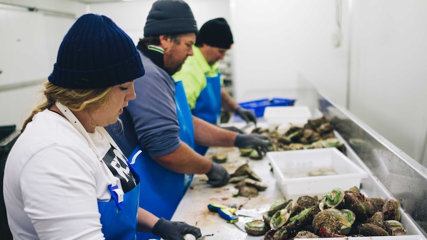 Ocean Grown Abalone workers processing abalone in Augusta.